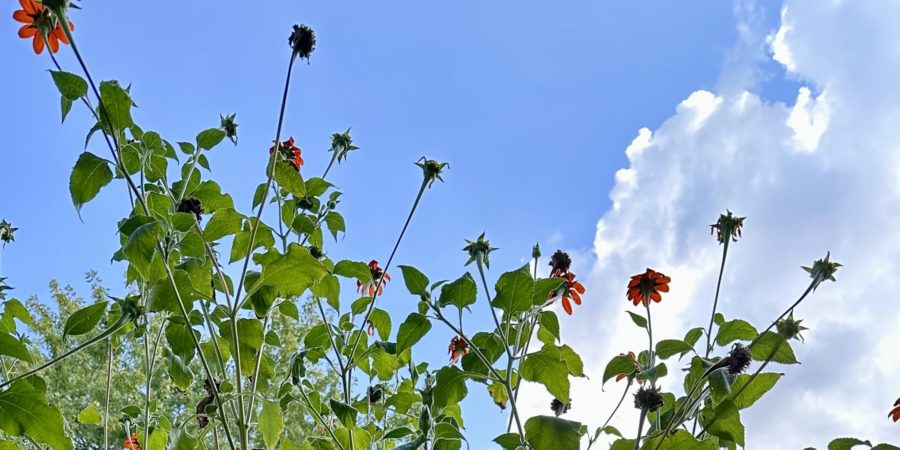 Tithonia